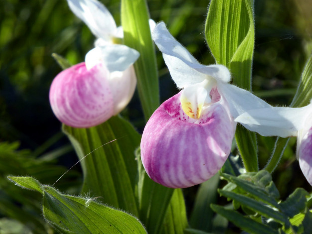 Обои картинки фото цветы, орхидеи, башмачок, венерин