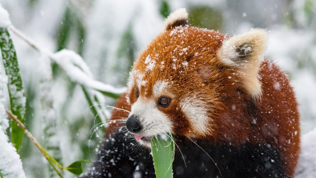 Обои картинки фото животные, панды, снег