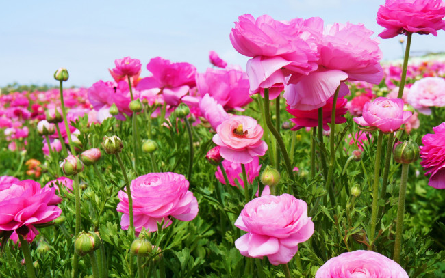 Обои картинки фото цветы, ранункулюс , азиатский лютик, бутоны, розовый, много, луг
