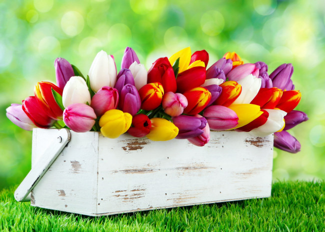 Обои картинки фото цветы, тюльпаны, ящик, бутоны