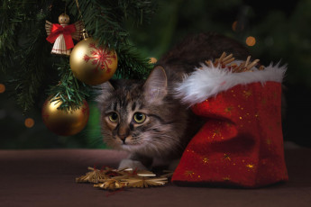 Картинка животные коты мешок кот ёлка украшения