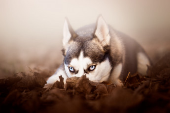 Картинка животные собаки сибирский хаски