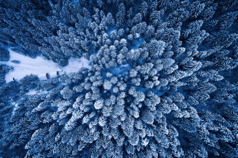 Картинка природа лес зима вид сверху adnan bubalo