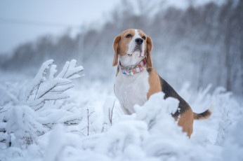 Картинка животные собаки бигль собака снег зима