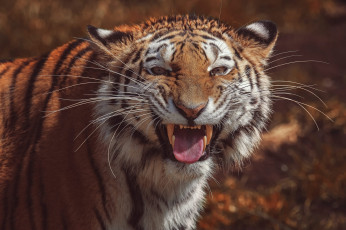Картинка животные тигры оскал