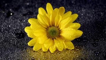 Картинка цветы хризантемы желтый капли