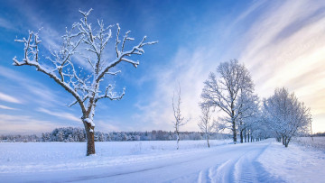 Картинка природа дороги снег дорога деревья