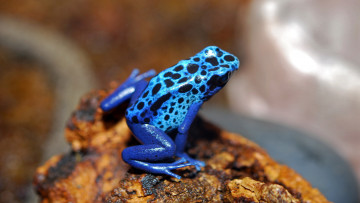 Картинка животные лягушки синяя лягушка