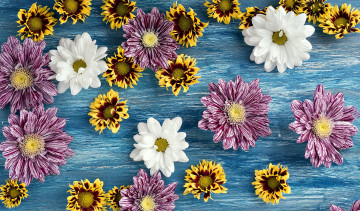 Картинка цветы хризантемы разноцветные