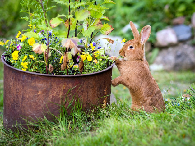 Обои картинки фото животные, кролики,  зайцы, коричневый, трава, кролик