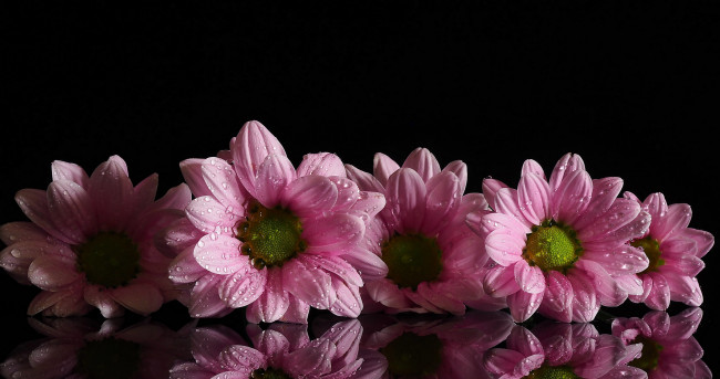 Обои картинки фото цветы, хризантемы, розовый, капли