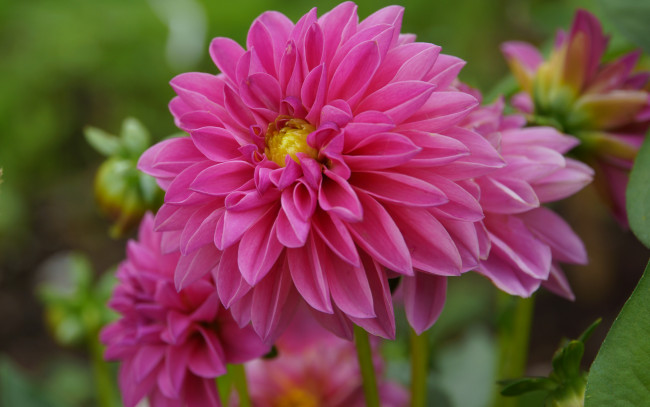 Обои картинки фото цветы, георгины, pink, flower