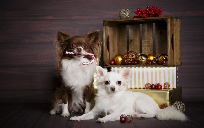 Обои картинки фото животные, собаки, рождество, новый, год, маленькие, домашние, чихуахуа