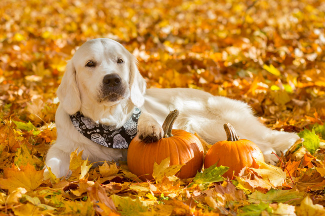 Обои картинки фото животные, собаки, собака, листва, бандана, тыквы, листья, осень