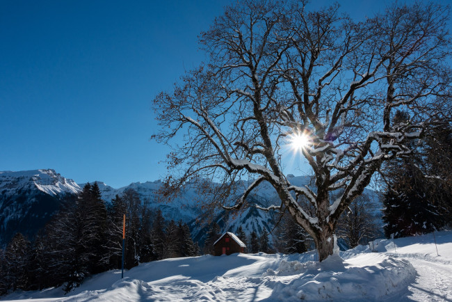 Обои картинки фото природа, горы, альпы, скалы, швейцария, деревья, снег, лучи