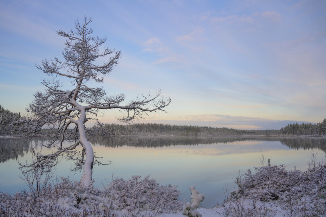 Обои картинки фото природа, реки, озера, иней, снег, дерево