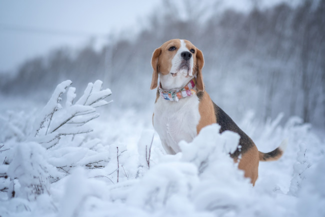 Обои картинки фото животные, собаки, бигль, собака, снег, зима