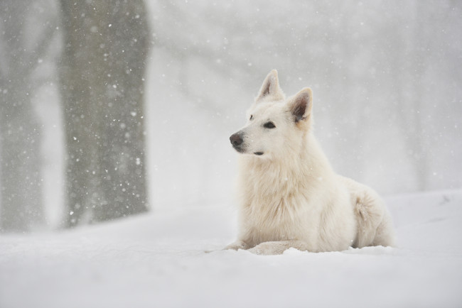 Обои картинки фото животные, собаки, взгляд, снег, фон, собака