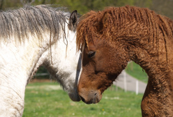 Картинка забайкальская+кучерявая животные лошади забайкальская кучерявая лошадь конь жеребец кобыла млекопитающие непарнокопытные грива