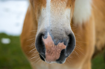 Картинка животные лошади рыжая морда лошадь