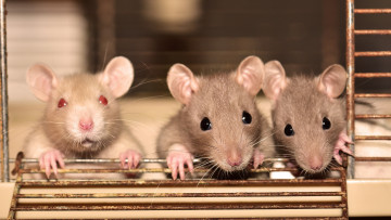 Картинка животные крысы +мыши грызуны
