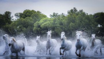 Картинка животные лошади движение скачка кони табун бег галоп брызги