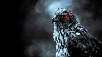 Картинка животные птицы+-+хищники орел птица клюв красный глаз хищник