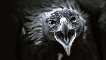 Картинка животные птицы+-+хищники злой черно белое орел