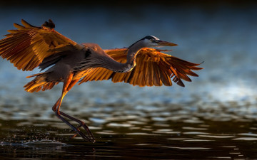 Картинка животные цапли +выпи ardeidae дикие птицы озёра птичий взлет heron дикая природа