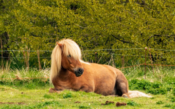 Картинка животные лошади природа грива трава лошадь