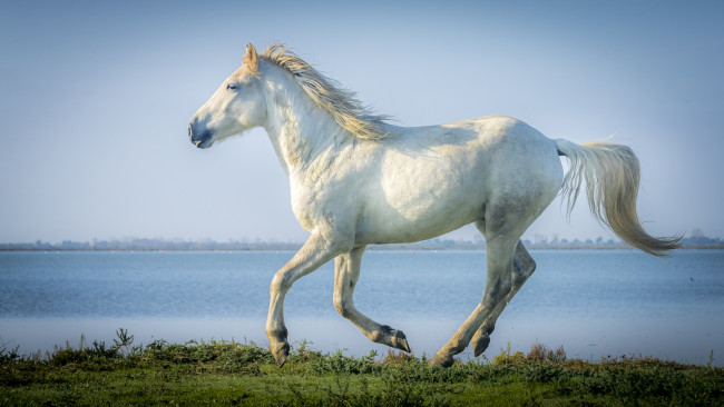 Обои картинки фото животные, лошади, галоп, бег, серый, конь