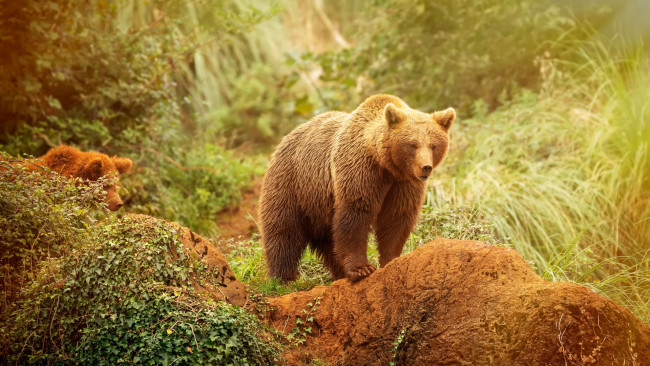 Обои картинки фото животные, медведи, медведь, красота, природа, трава
