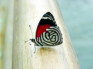 Картинка животные бабочки +мотыльки +моли бабочка балка
