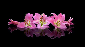 Картинка цветы лилии +лилейники розовые отражение