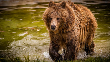Картинка животные медведи бурый медведь