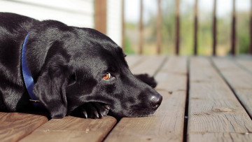 Картинка животные собаки лабрадор черный пол