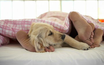 Картинка животные собаки собака кровать ноги