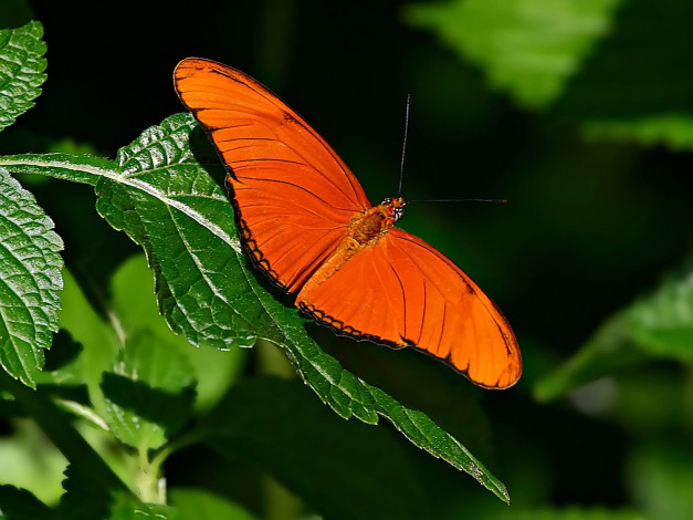 Обои картинки фото orange, julia, животные, бабочки