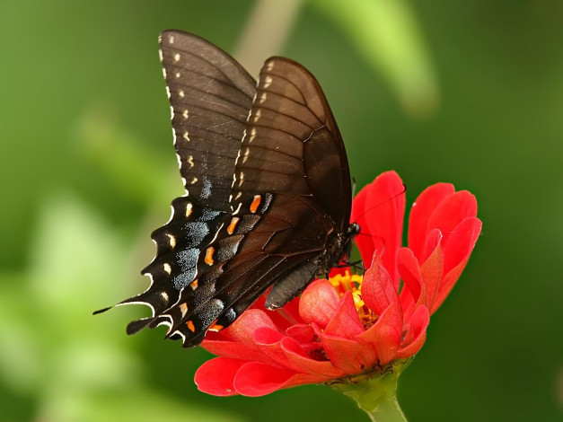 Обои картинки фото pipevine, swallowtail, животные, бабочки