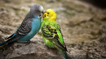 Картинка животные попугаи волнистые