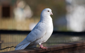 Картинка животные голуби птица белый