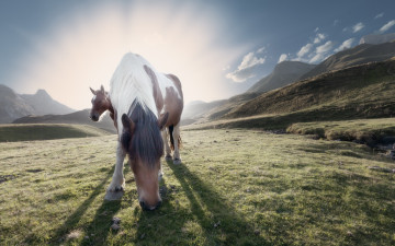 Картинка животные лошади конь поле