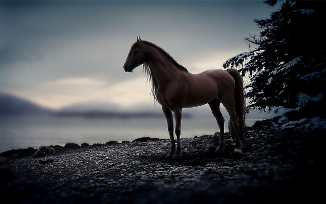 Обои картинки фото животные, лошади, озеро, конь