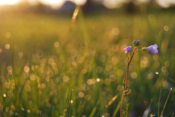 Картинка цветы луговые полевые поле цветок трава