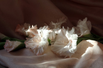 Картинка цветы гладиолусы гладиолус