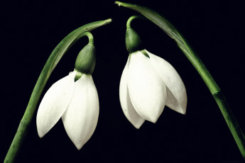 Картинка цветы подснежники белоцветник белый стебельки