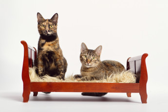 Картинка животные коты кроватка