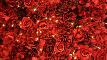 Картинка цветы розы красный огоньки