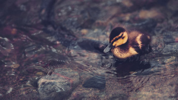 Картинка животные утки утенок птенец вода