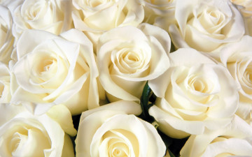 Картинка цветы розы нежность белый